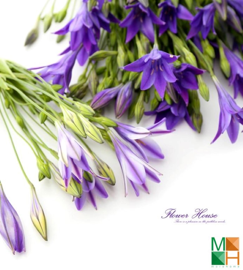 Tranh dán tường hoa lavender tại Quỳnh Lôi, Hai Bà Trưng, Hà Nội FW - 313 Tranh dán tường hoa lavender tại Quỳnh Lôi, Hai Bà Trưng, Hà Nội FW - 313